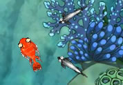 Zippy Fish